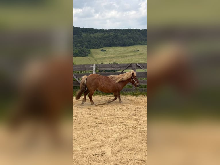 Shetland Ponys Mix Wallach 14 Jahre 112 cm Fuchs in Jena