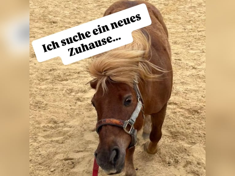 Shetland Ponys Mix Wallach 14 Jahre 112 cm Fuchs in Jena