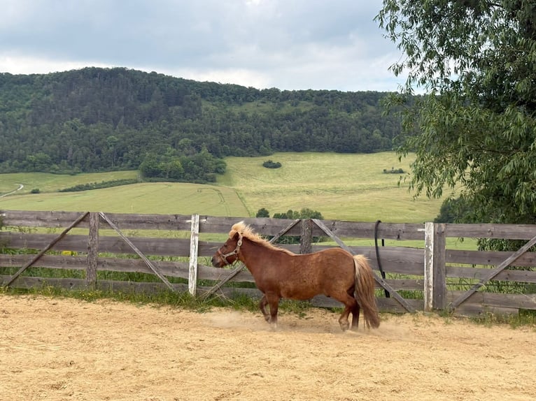 Shetland Ponys Mix Wallach 14 Jahre 112 cm Fuchs in Jena
