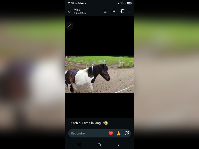 Shetland Ponys Wallach 14 Jahre 115 cm Schecke in Gorgier
