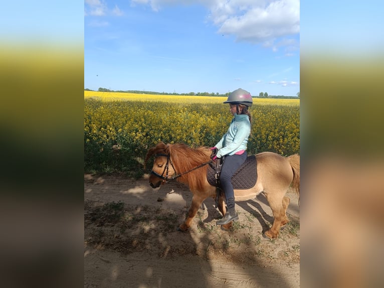Shetland Ponys Wallach 14 Jahre 87 cm Falbe in Breechen