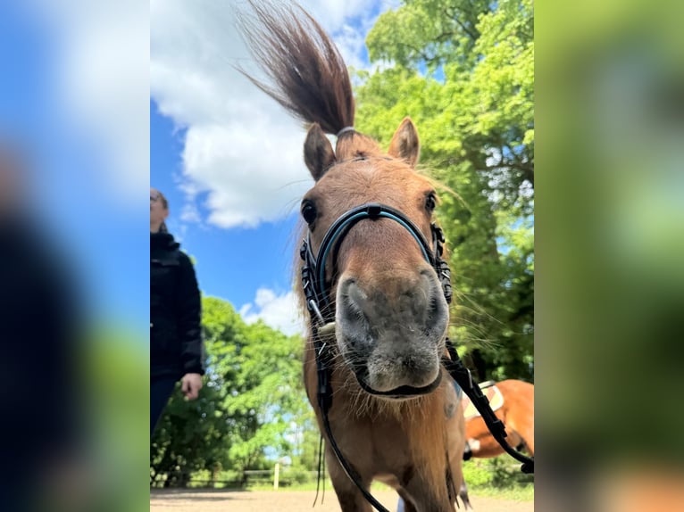 Shetland Ponys Wallach 14 Jahre 87 cm Falbe in Breechen