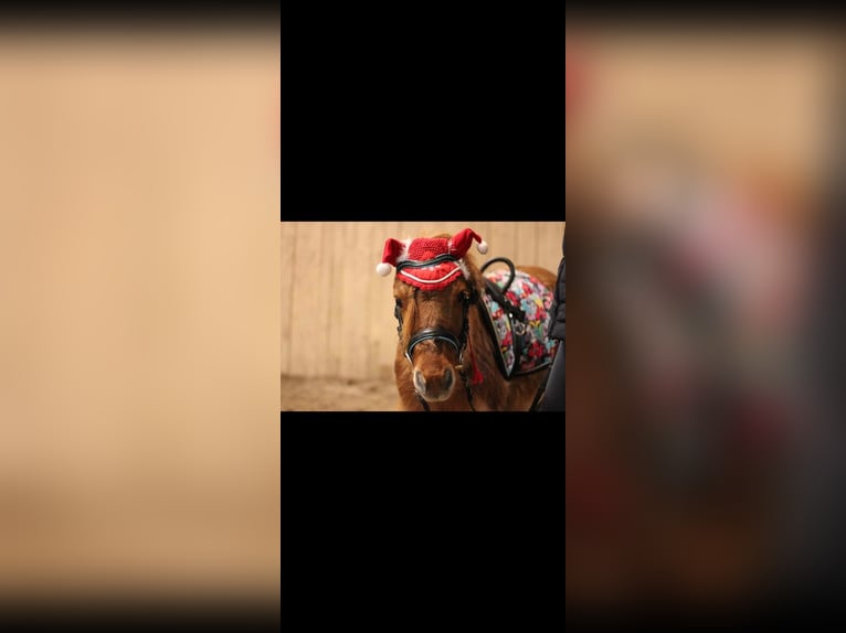 Shetland Ponys Wallach 14 Jahre 87 cm Falbe in Breechen