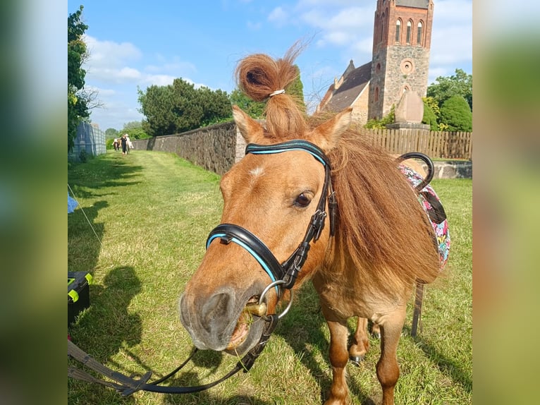 Shetland Ponys Wallach 14 Jahre 87 cm Falbe in Breechen