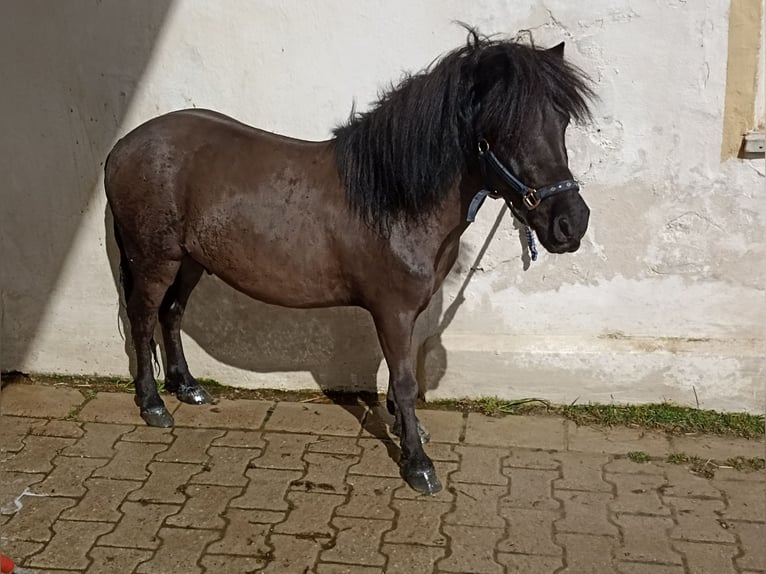 Shetland Ponys Wallach 14 Jahre Rappe in Kumhausen
