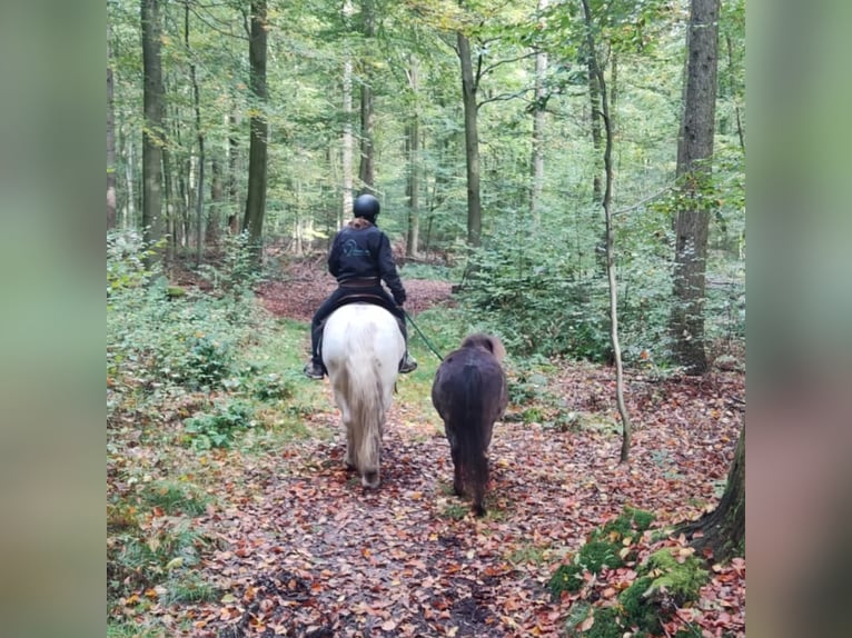 Shetland Ponys Wallach 15 Jahre 100 cm Rappe in Sulingen