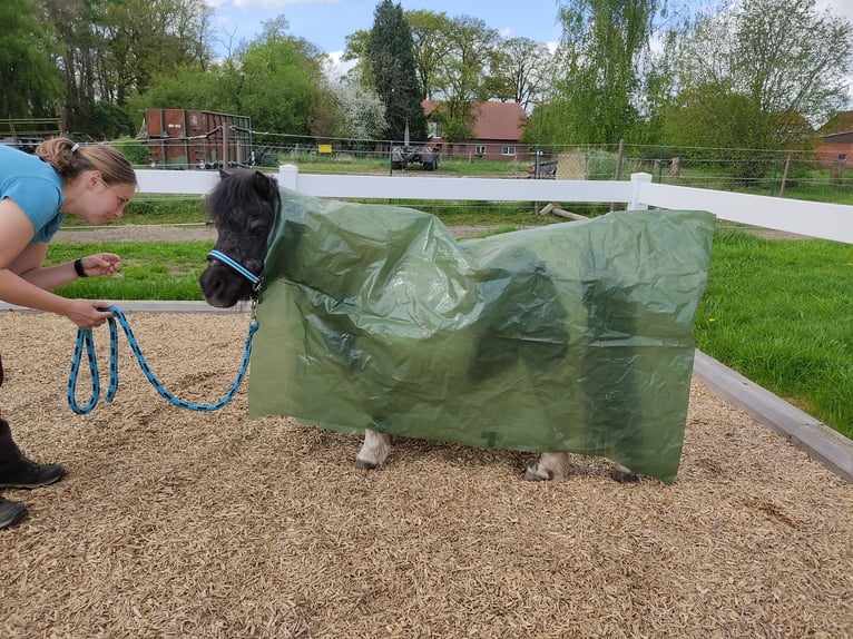 Shetland Ponys Wallach 15 Jahre 100 cm Rappe in Sulingen