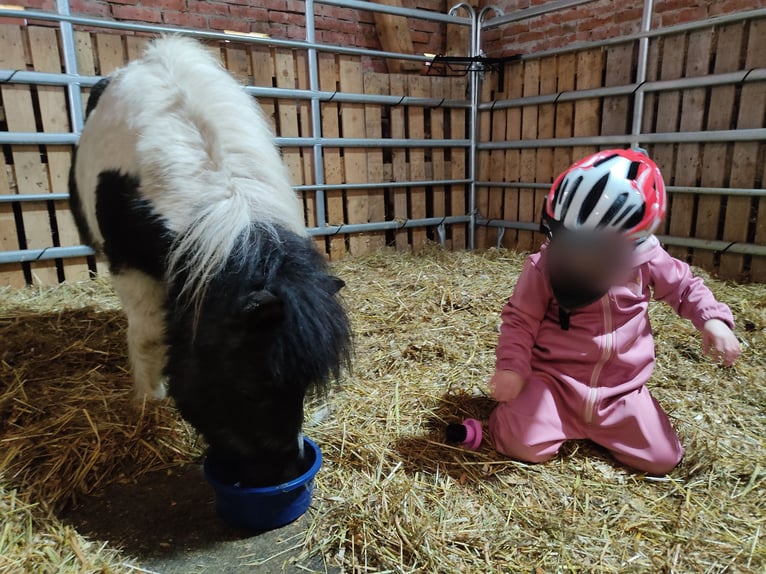 Shetland Ponys Wallach 15 Jahre 100 cm Rappe in Sulingen