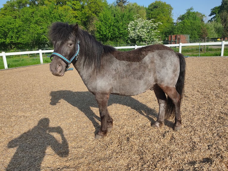Shetland Ponys Wallach 15 Jahre 100 cm Rappe in Sulingen
