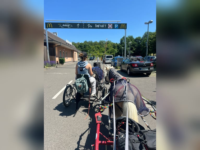 Shetland Ponys Wallach 15 Jahre 100 cm Rappe in Kurtscheid