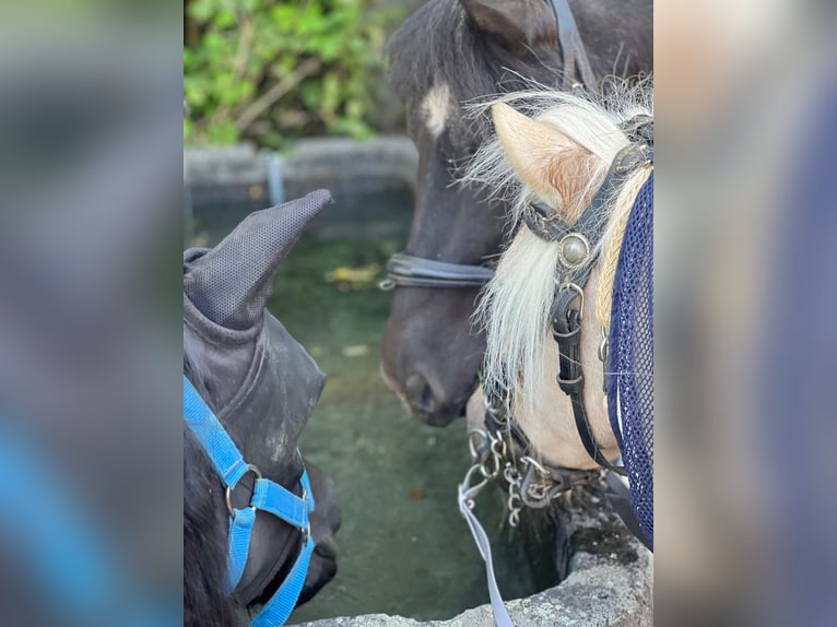 Shetland Ponys Wallach 15 Jahre 100 cm Rappe in Kurtscheid