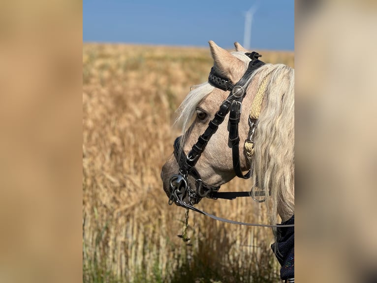 Shetland Ponys Wallach 15 Jahre 100 cm Rappe in Kurtscheid
