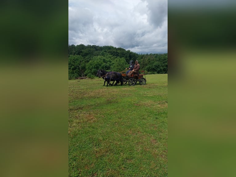 Shetland Ponys Wallach 15 Jahre 100 cm Rappe in Kurtscheid