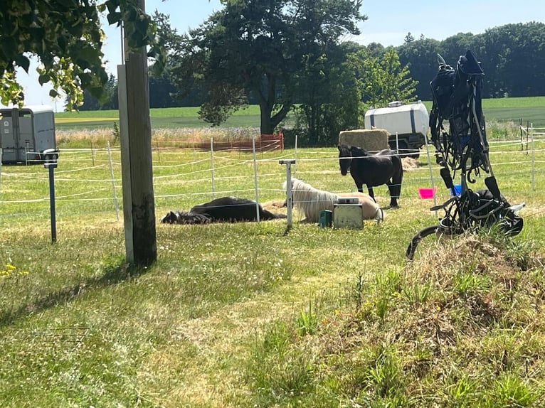 Shetland Ponys Wallach 15 Jahre 100 cm Rappe in Kurtscheid