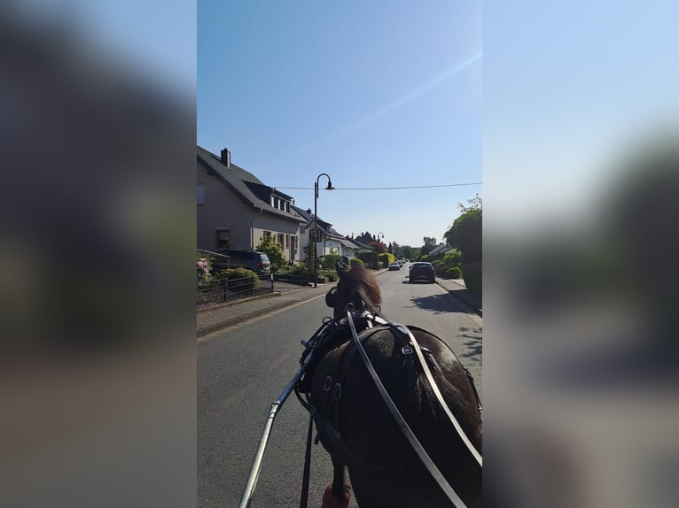 Shetland Ponys Wallach 15 Jahre 100 cm Rappe in Kurtscheid