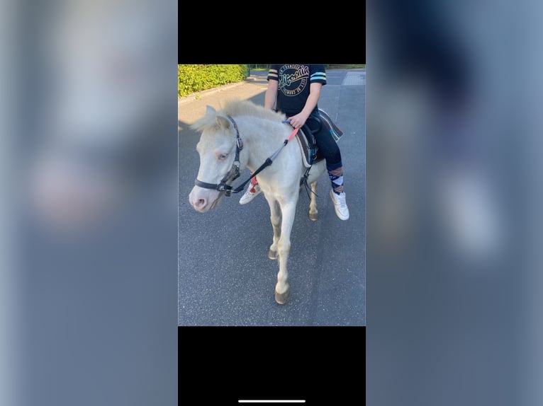 Shetland Ponys Wallach 15 Jahre 102 cm Cremello in Koblenz