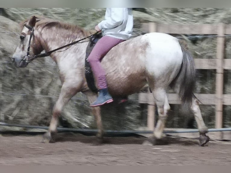 Shetland Ponys Wallach 15 Jahre 103 cm Schecke in Rettenberg