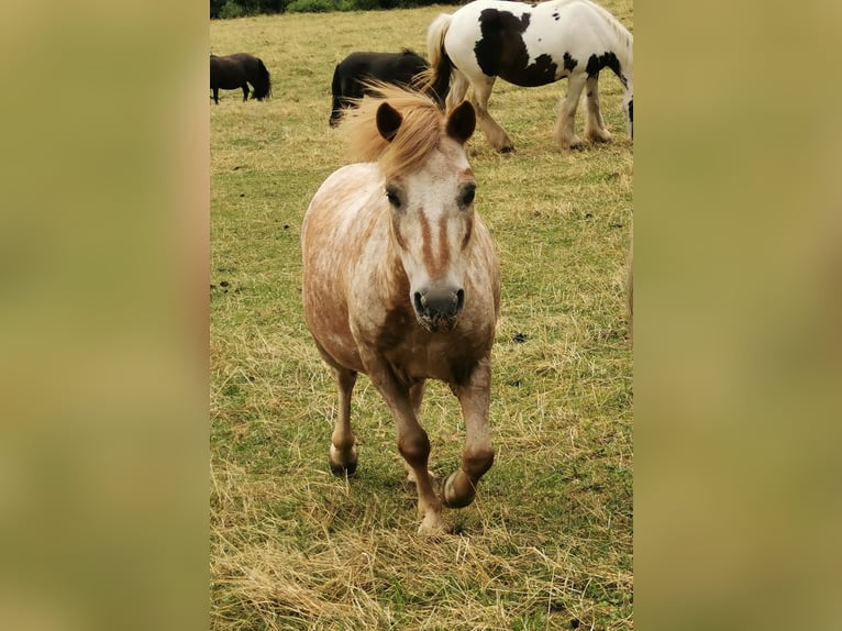 Shetland Ponys Wallach 15 Jahre 103 cm Schecke in Rettenberg