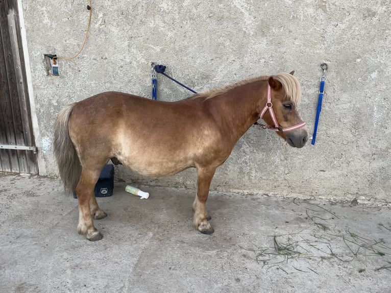 Shetland Ponys Wallach 15 Jahre 105 cm Fuchs in VeldenVelden