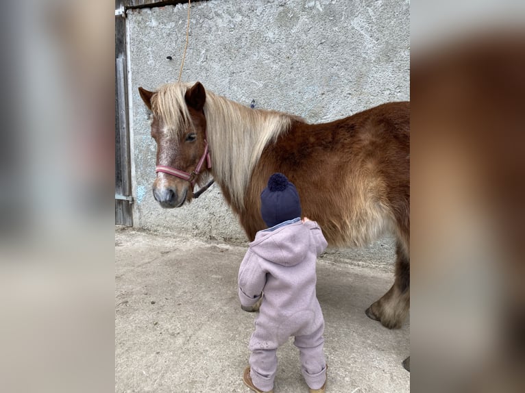 Shetland Ponys Wallach 15 Jahre 105 cm Fuchs in VeldenVelden
