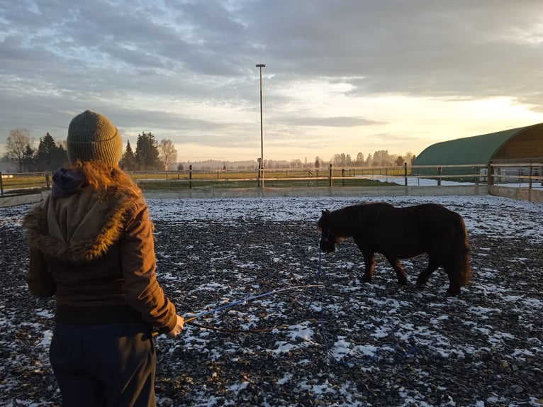 Shetland Ponys Wallach 15 Jahre 108 cm Schwarzbrauner in Mertingen