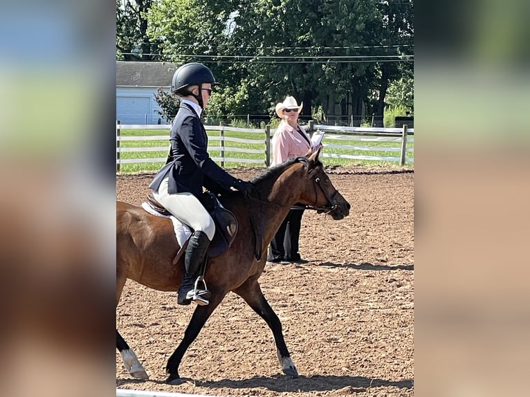 Shetland Ponys Wallach 15 Jahre 114 cm Rotbrauner in OvidOvid, NY