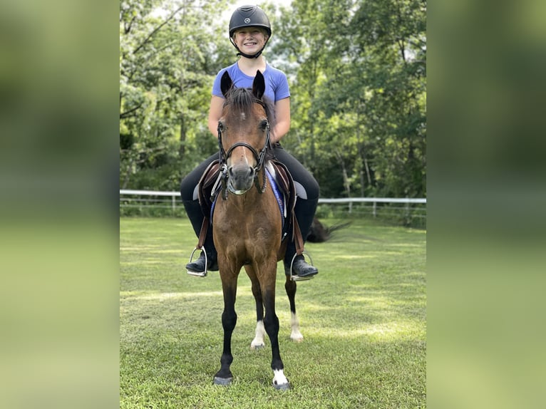 Shetland Ponys Wallach 15 Jahre 114 cm Rotbrauner in OvidOvid, NY