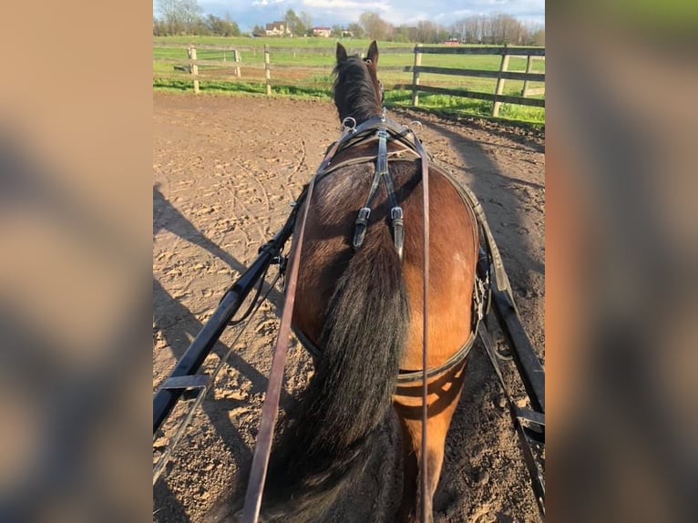 Shetland Ponys Wallach 15 Jahre 114 cm Rotbrauner in OvidOvid, NY