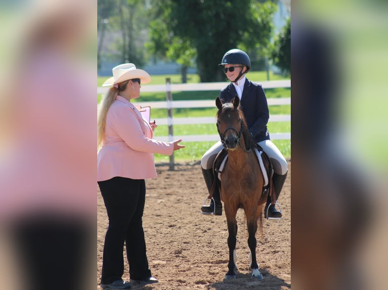 Shetland Ponys Wallach 15 Jahre 114 cm Rotbrauner in OvidOvid, NY