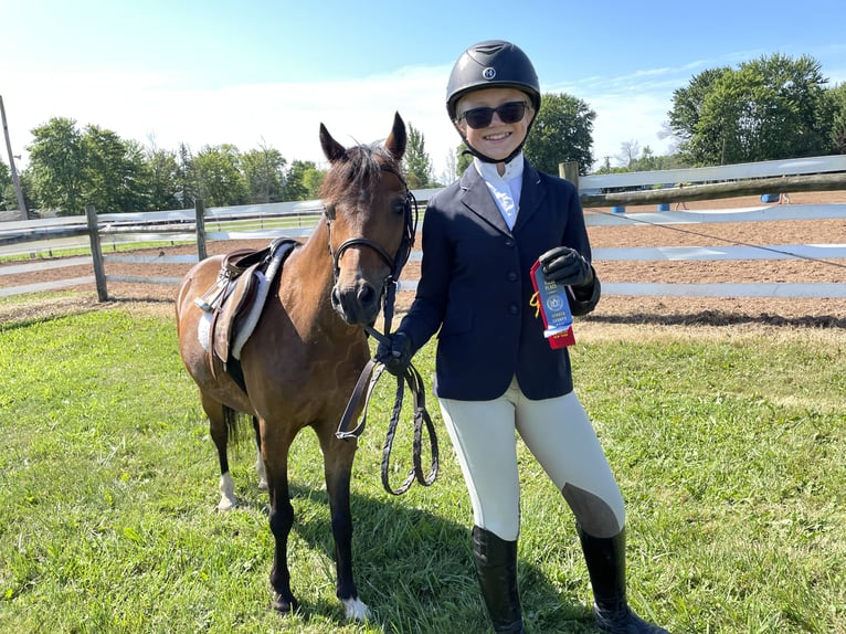 Shetland Ponys Wallach 15 Jahre 114 cm Rotbrauner in OvidOvid, NY