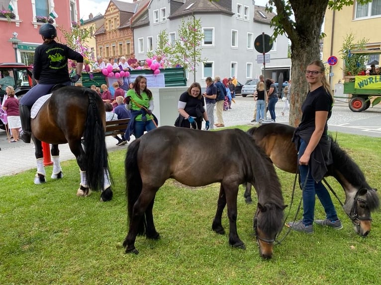 Shetland Ponys Mix Wallach 15 Jahre 115 cm Dunkelbrauner in Rehau