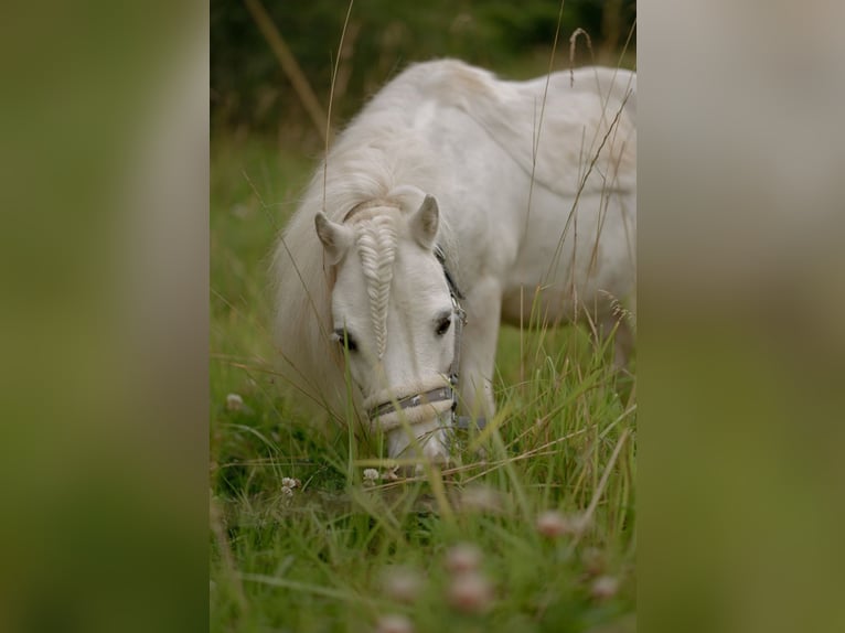 Shetland Ponys Wallach 15 Jahre 85 cm in Hochheim am Main