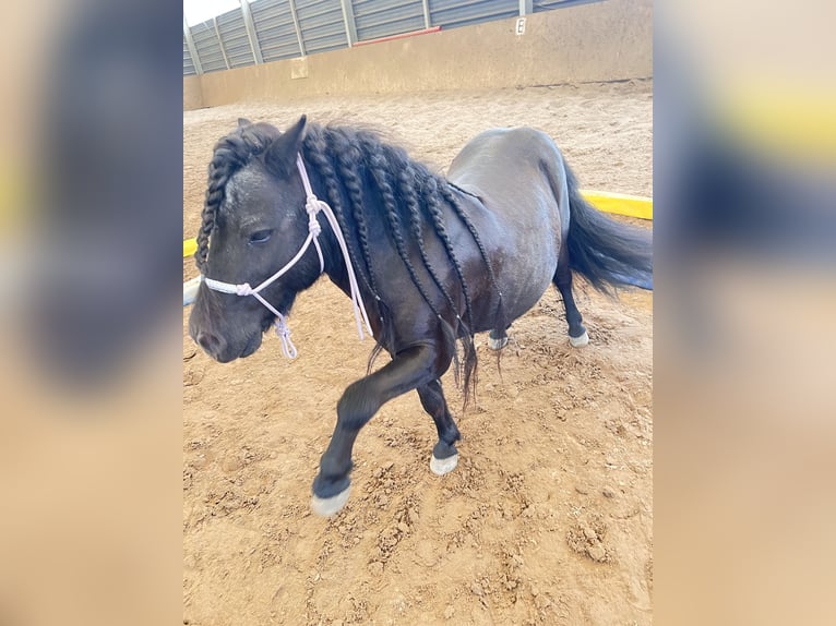 Shetland Ponys Wallach 15 Jahre 85 cm Rappe in Ahrensfelde