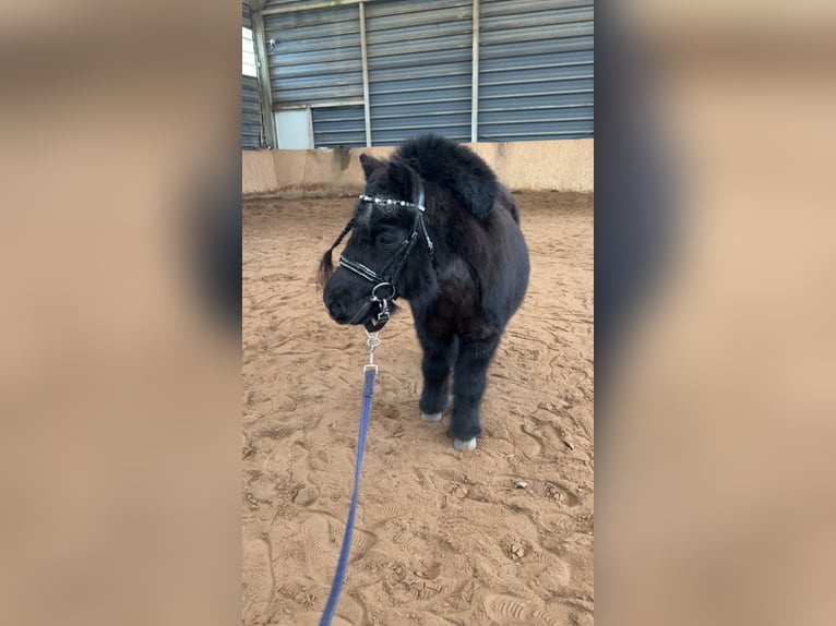 Shetland Ponys Wallach 15 Jahre 85 cm Rappe in Zerpenschleuse