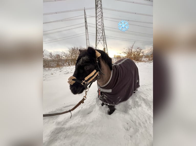 Shetland Ponys Wallach 15 Jahre 85 cm Rappe in Zerpenschleuse