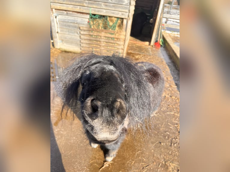 Shetland Ponys Wallach 15 Jahre 85 cm Rappe in Zerpenschleuse