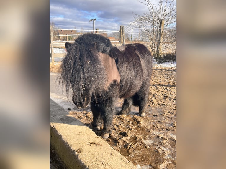 Shetland Ponys Wallach 15 Jahre 85 cm Rappe in Zerpenschleuse