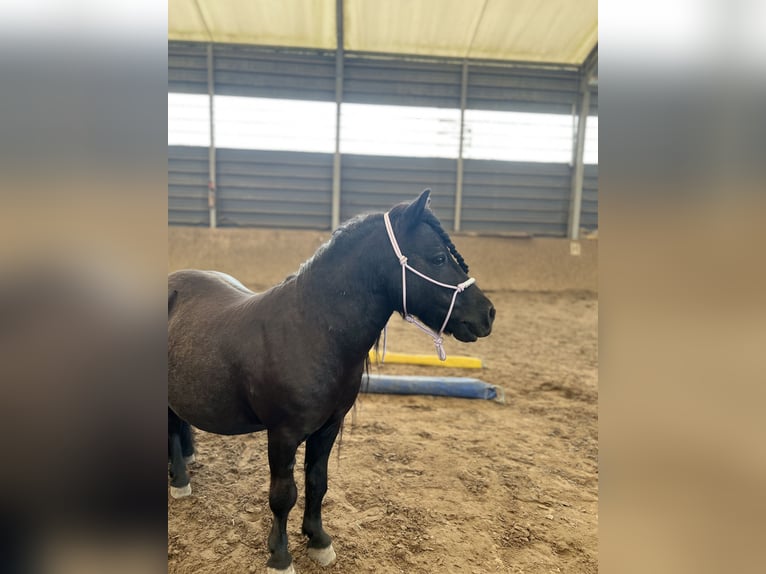 Shetland Ponys Wallach 15 Jahre 85 cm Rappe in Zerpenschleuse