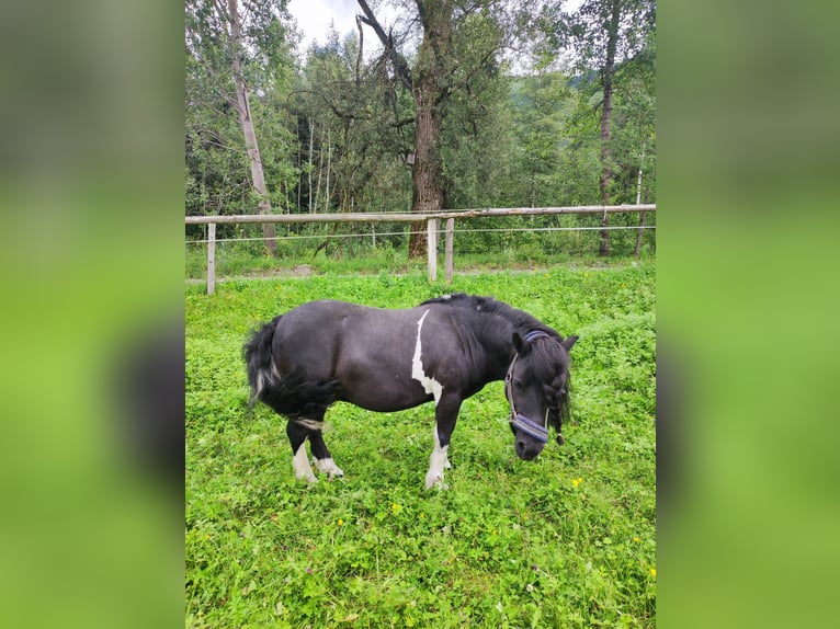 Shetland Ponys Wallach 15 Jahre in Selzthal