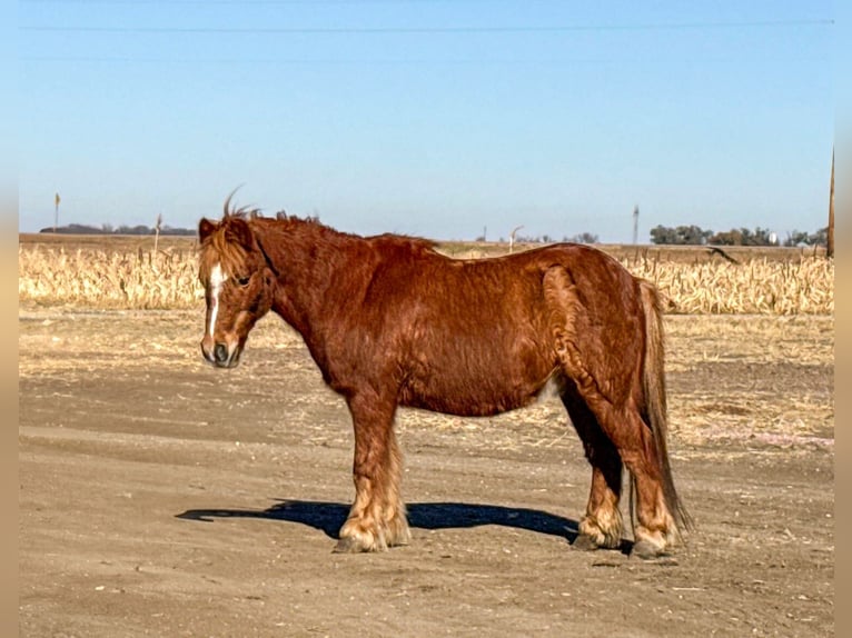 Shetland Ponys Wallach 15 Jahre Rotfuchs in Canistota, SD