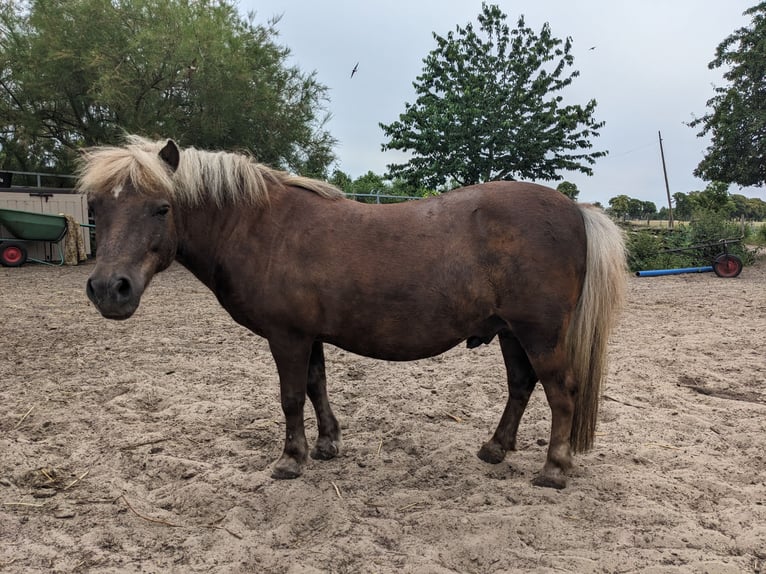 Shetland Ponys Wallach 16 Jahre 103 cm Dunkelfuchs in Ferdinandshof