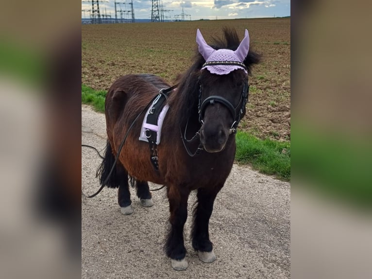 Shetland Ponys Wallach 16 Jahre 107 cm in Stuttgart-M&#xFC;hlhausen