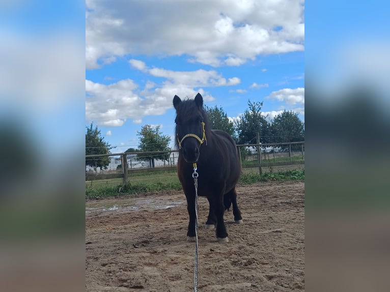 Shetland Ponys Wallach 16 Jahre 107 cm in Stuttgart-M&#xFC;hlhausen