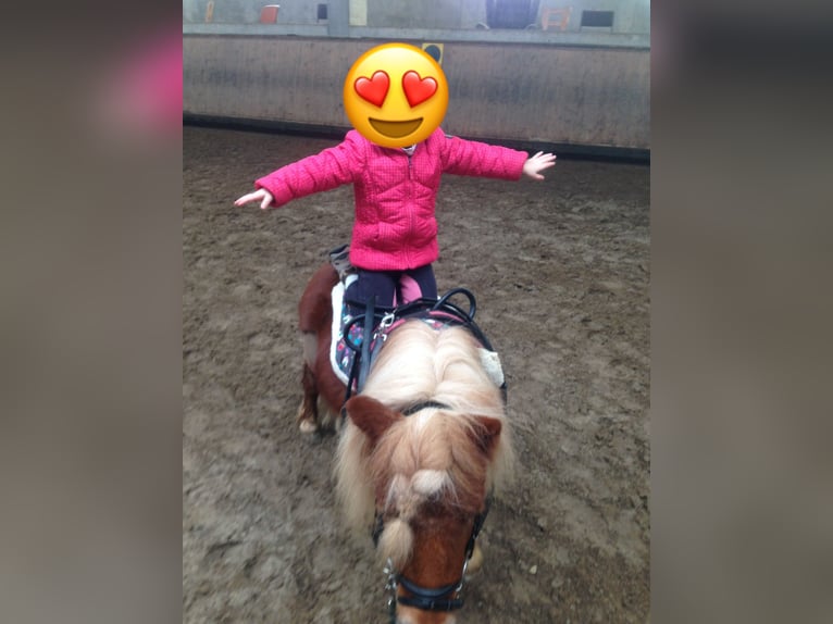 Shetland Ponys Wallach 16 Jahre 80 cm Fuchs in Salach
