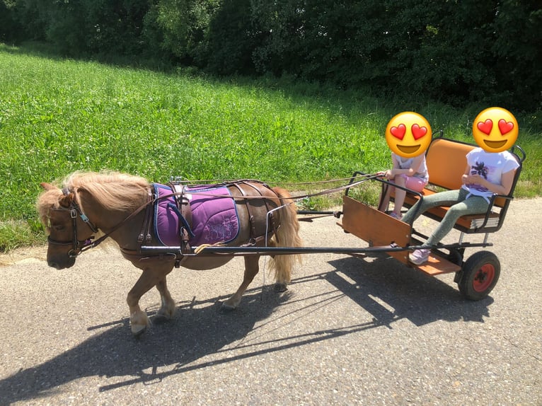 Shetland Ponys Wallach 16 Jahre 80 cm Fuchs in Salach