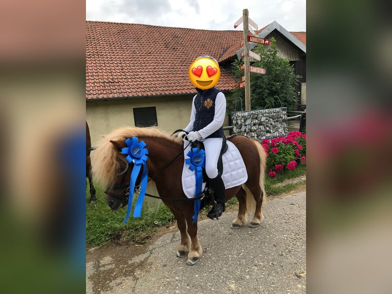 Shetland Ponys Wallach 16 Jahre 80 cm Fuchs in Salach