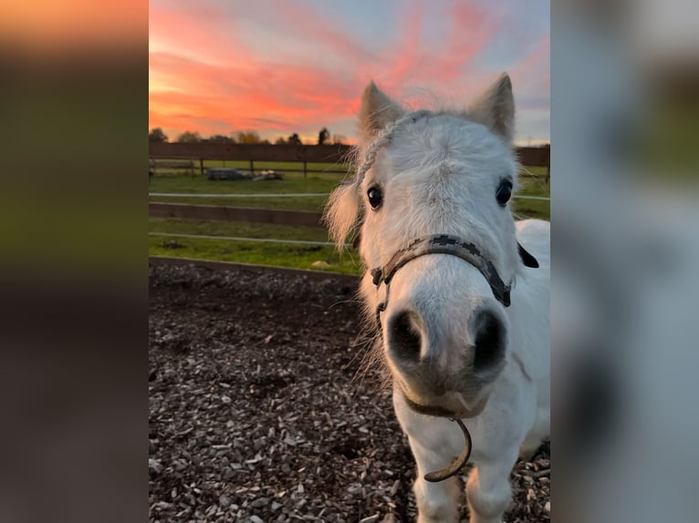 Shetland Ponys Wallach 16 Jahre 85 cm in Hochheim am Main