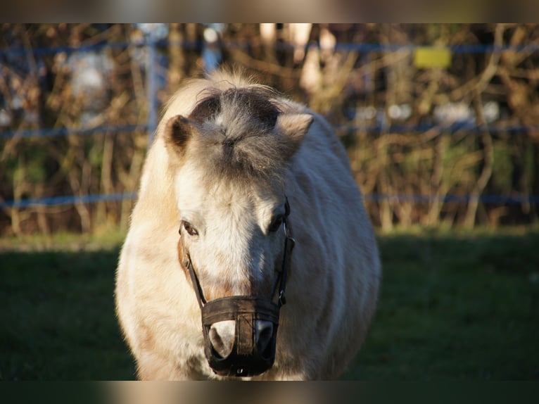 Shetland Ponys Wallach 16 Jahre 93 cm Schecke in Kahl am Main