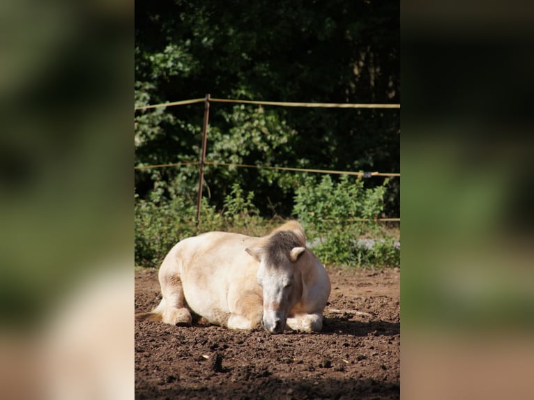 Shetland Ponys Wallach 16 Jahre 93 cm Schecke in Kahl am Main