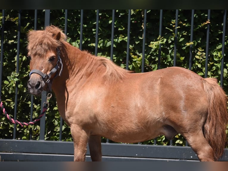Shetland Ponys Wallach 16 Jahre Fuchs in Achtmaal